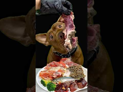 生肉がどんどんピットブルに吸い込まれていく….(YouTube)