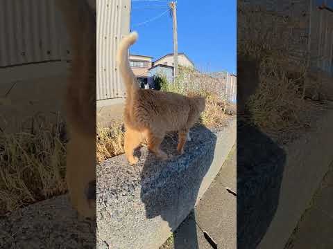 茶トラ猫が立ち上がってナデナデを要求する #猫 #ねこ #cat(YouTube)