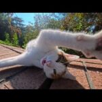 意外と短気！？ワンワン鳴きで怒りを伝える猫ちゃんが可愛すぎた😂🐾(YouTube)