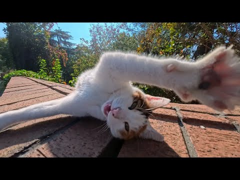 意外と短気！？ワンワン鳴きで怒りを伝える猫ちゃんが可愛すぎた😂🐾(YouTube)