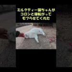 ミルクティー猫ちゃんがコロンと寝転がってモフらせてくれた #猫 #ねこ #cat(YouTube)