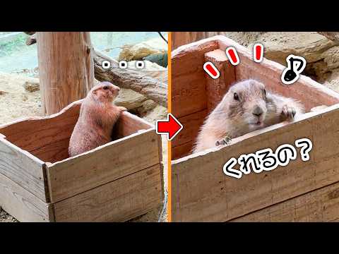エサをもらえると気づいた瞬間に見せるプレーリードッグの可愛すぎる反応はこちらです【大根】(YouTube)