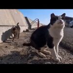 猫島の猫たちが神対応！寝ていても人が来るとすぐに起きて挨拶してくれる姿に感動…(YouTube)