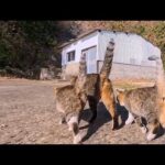 学校裏の猫集会から帰宅…寄り添って歩く猫親子が尊すぎた(YouTube)