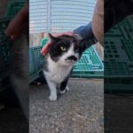 髭のハチワレちゃん(YouTube)