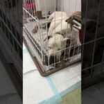 ポチと同居します(YouTube)