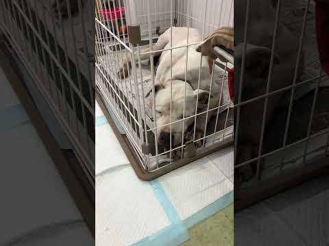 ポチと同居します(YouTube)