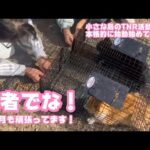 達者でな！ お正月も頑張ってます  小さな島のTNR活動が本格的に始動始めています   2026 01 03 2(YouTube)