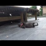 ひっしいチャンネル のライブ配信(YouTube)