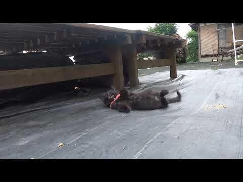 ひっしいチャンネル のライブ配信(YouTube)