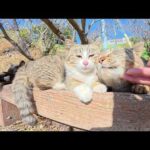 ポカポカと暖かい日に、猫の親子がピクニックに出掛ける(YouTube)