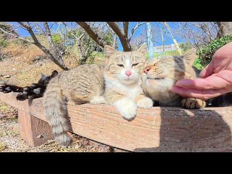 ポカポカと暖かい日に、猫の親子がピクニックに出掛ける(YouTube)