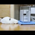 一人遊びに集中したいから話しかけないでほしい猫(YouTube)