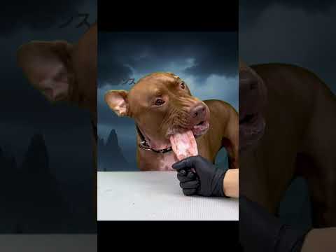 骨を噛み砕く珍しい咀嚼音(YouTube)