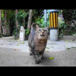 並木道で出会った猫が可愛すぎて立ち止まった…癒やしの奇跡🐱(YouTube)