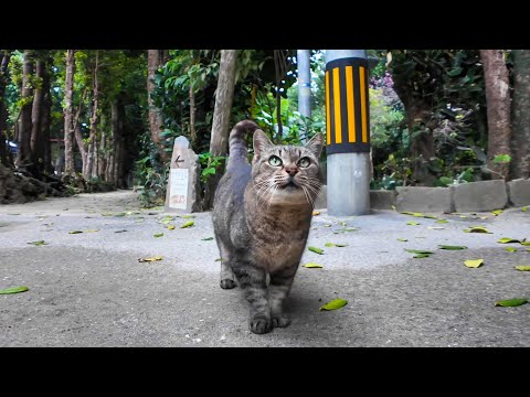 並木道で出会った猫が可愛すぎて立ち止まった…癒やしの奇跡🐱(YouTube)