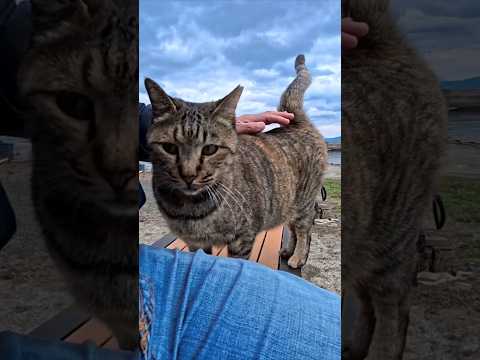 猫島の漁港で出会った猫をナデナデしたら膝の上に乗ってきた(YouTube)