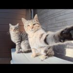 警戒心の強い猫兄弟が「取材拒否だニャ！」とカメラを攻撃してきた(YouTube)