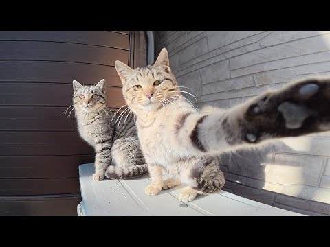 警戒心の強い猫兄弟が「取材拒否だニャ！」とカメラを攻撃してきた(YouTube)