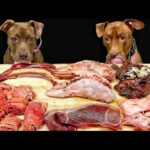 犬のASMR!!豪快に噛み砕くピットブルの咀嚼音がクセになる(YouTube)