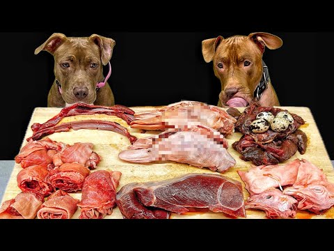 犬のASMR!!豪快に噛み砕くピットブルの咀嚼音がクセになる(YouTube)