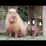 【祝】可愛すぎるカピバラの赤ちゃんが6年ぶりに生まれました！(YouTube)