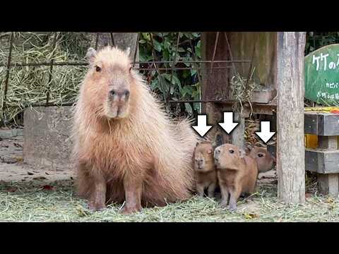 【祝】可愛すぎるカピバラの赤ちゃんが6年ぶりに生まれました！(YouTube)