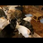 朝から元祖長浜屋 猫達と赤ちゃんは元気です ジィさんは疲れてバァさんは孫孫してます(YouTube)