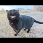 河原を散歩していたら、黒猫が元気な声で話し掛けてきた(YouTube)