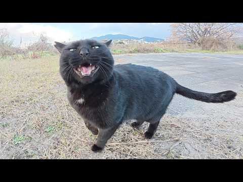 河原を散歩していたら、黒猫が元気な声で話し掛けてきた(YouTube)