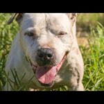 【相棒】アメリカン・スタッフォード・シャーテリア　ポチ送って来ました(YouTube)