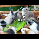 大好きなエサを食べたいのにモルモットたちの圧が強すぎて困っちゃう新入りウサギが可愛すぎた🐇【白菜】(YouTube)