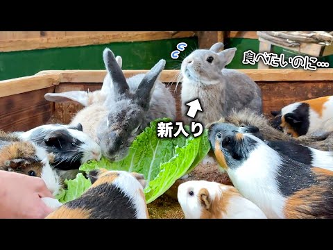 大好きなエサを食べたいのにモルモットたちの圧が強すぎて困っちゃう新入りウサギが可愛すぎた🐇【白菜】(YouTube)