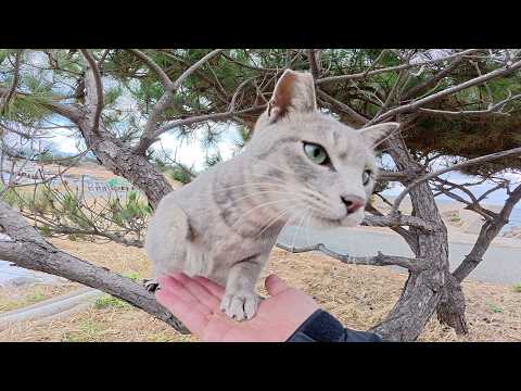 マイクを欲しがる灰色猫ちゃんがカメラに飛びついてきた(YouTube)