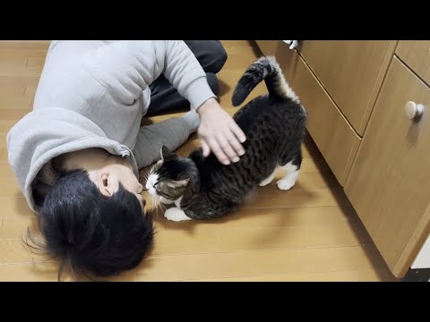 「こっちおいで」が分かる賢い猫は豆大福には風当たりが強い(YouTube)