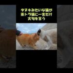 タヌキみたいな猫が茶トラ猫に一言だけ文句を言う #猫 #ねこ #cat(YouTube)