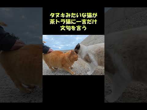 タヌキみたいな猫が茶トラ猫に一言だけ文句を言う #猫 #ねこ #cat(YouTube)