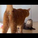 カワウソがワラビーの餌を盗み食いし猫に怒られるまで The otter that took the wallaby’s food gets scolded by the cat.(YouTube)