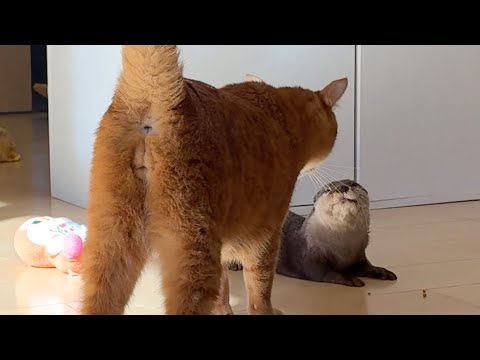 カワウソがワラビーの餌を盗み食いし猫に怒られるまで The otter that took the wallaby’s food gets scolded by the cat.(YouTube)