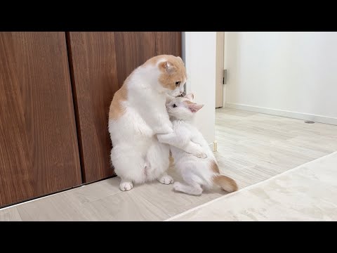 大好きな先輩猫と初めて同じ部屋で過ごせるようになった子猫が懐きすぎて離れなくなっちゃいました…(YouTube)