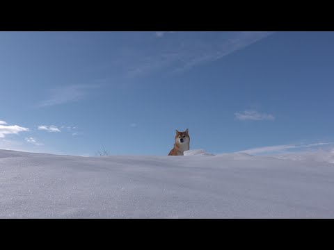 昨日とは別人な柴犬、理由が判明しました(YouTube)