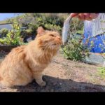 カリカリに慣れた猫達に「お魚食べる？」と聞いて回った結果…(YouTube)