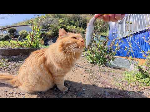 カリカリに慣れた猫達に「お魚食べる？」と聞いて回った結果…(YouTube)
