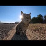 【今週のボツ動画 2026/1/2w】今週撮った未公開猫動画まとめて公開-unreleased video of this week(YouTube)