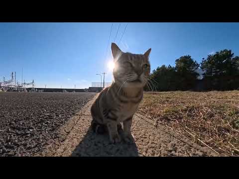 【今週のボツ動画 2026/1/2w】今週撮った未公開猫動画まとめて公開-unreleased video of this week(YouTube)