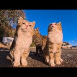 漁港近くにいた猫の親子が可愛すぎた(YouTube)