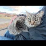 河原で猫がひざに乗ってきて、連休明けの憂鬱な気持ちを癒してくれた(YouTube)