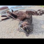 強面の黒猫ボスがゴロンと寝転がって可愛いポーズを見せてくれた(YouTube)