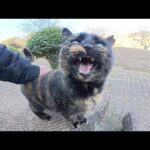 サビ猫ちゃんが可愛い声で鳴きながらベンチまで案内してくれた(YouTube)