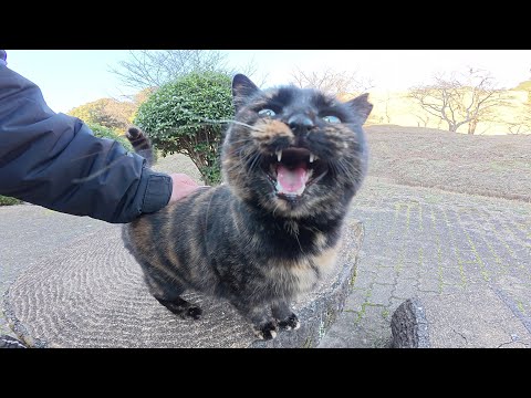 サビ猫ちゃんが可愛い声で鳴きながらベンチまで案内してくれた(YouTube)